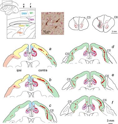 Origin of Multisynaptic Corticospinal Pathway to Forelimb Segments in Macaques and Its Reorganization After Spinal Cord Injury